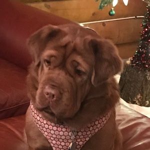 Meet your Posher, Nina